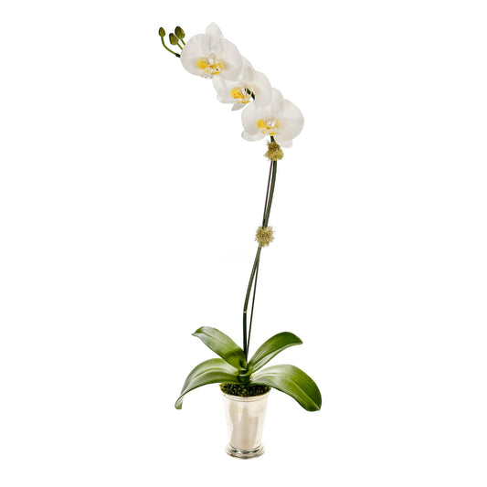 One Small Orchid in Julep Cup