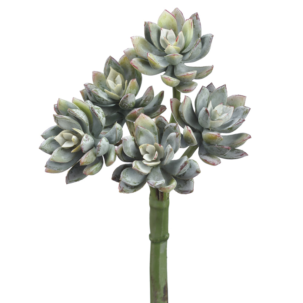 cluster succulent plant Cluster Mini Echeveria 9" – Palm Bungalow