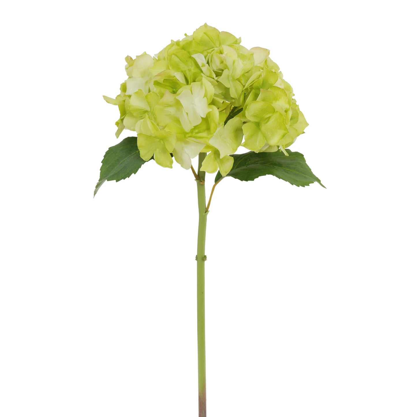 Hydrangea Stem Light Green 21"