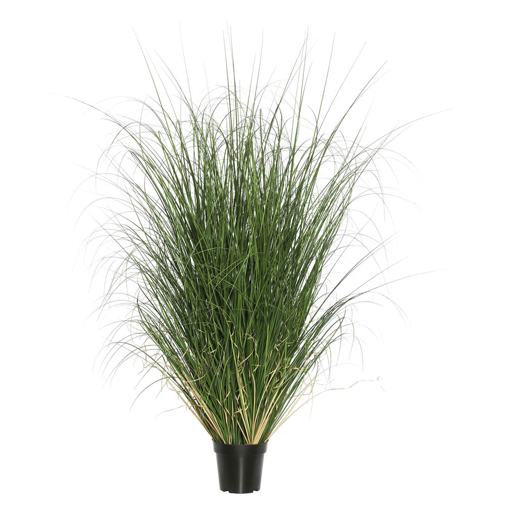 Maiden Grass Potted