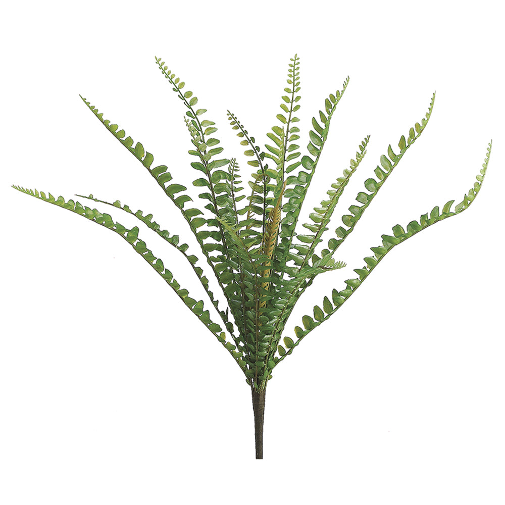 Mini Sword Fern 12"