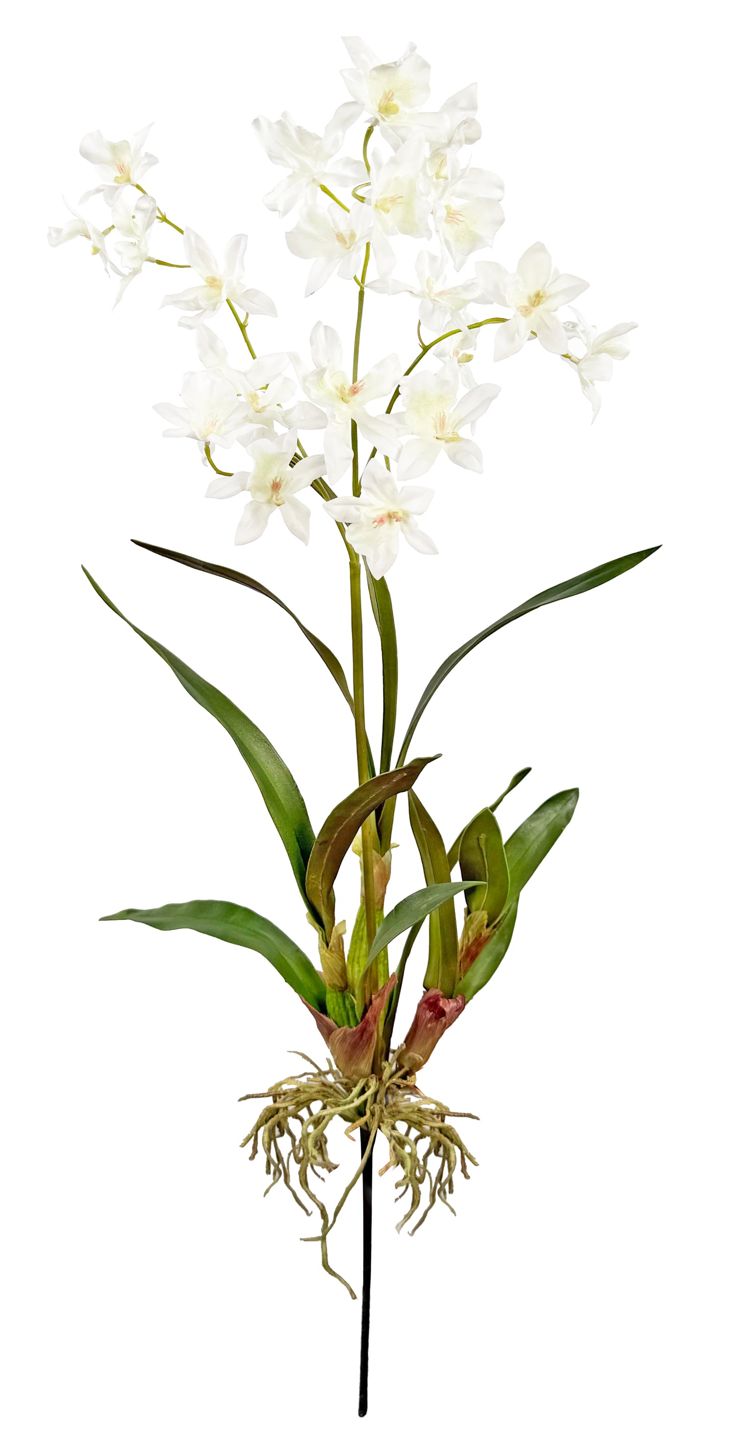 Oncidium Plant 32''