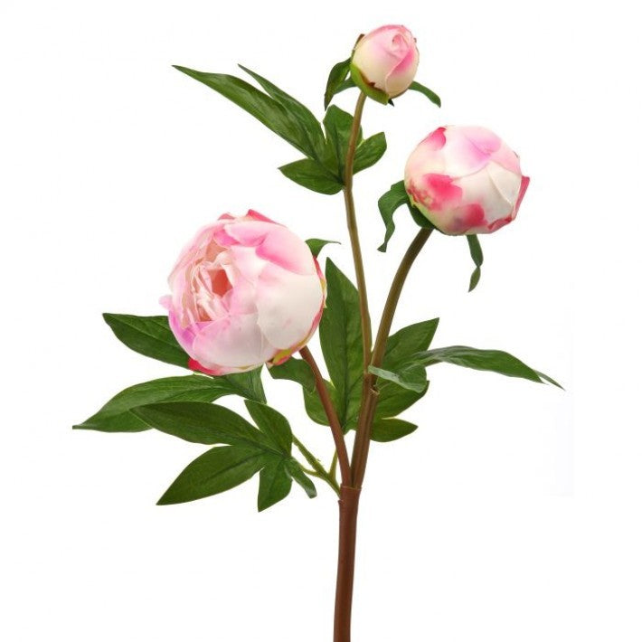 Peony Bud 25"