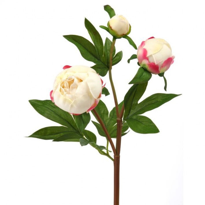 Peony Bud 25"