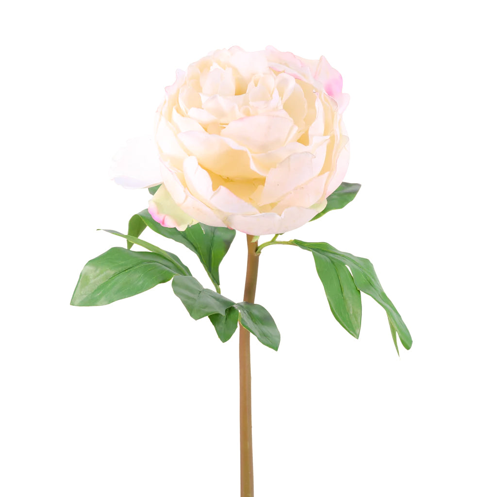 Peony Stem 23" Ivory