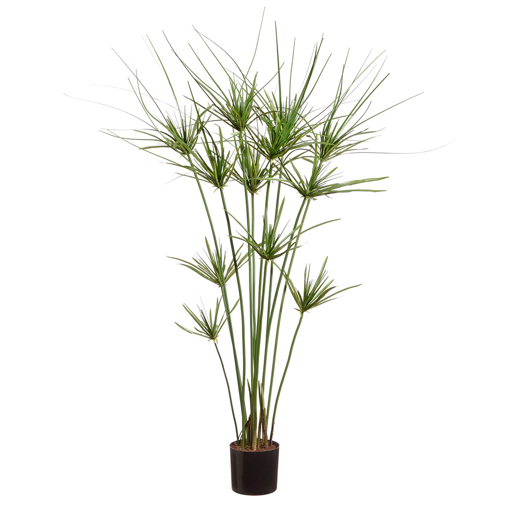 King Papyrus Grass Potted