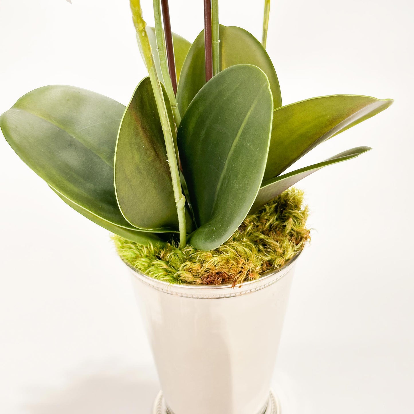 Two Mini Orchids in Julep Cup