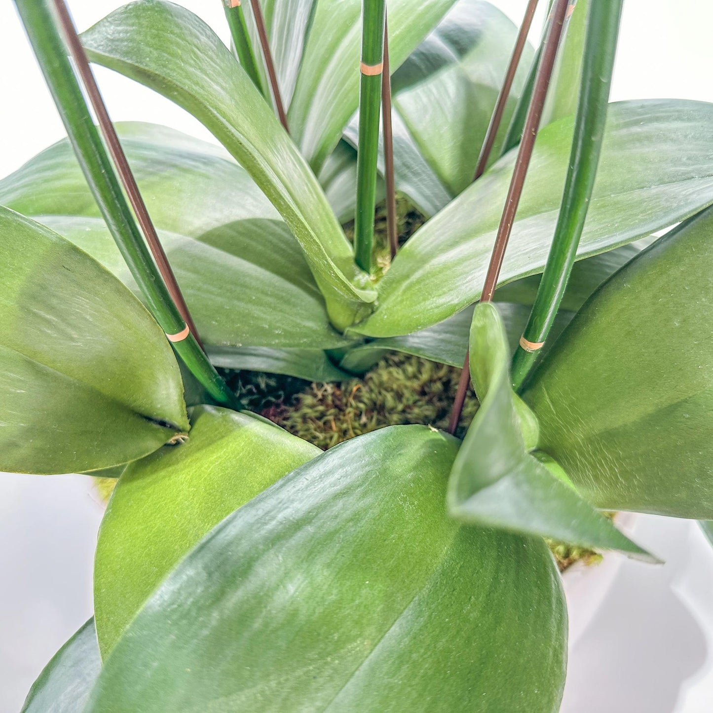 Five Medium Orchids in 10" Contour Bowl