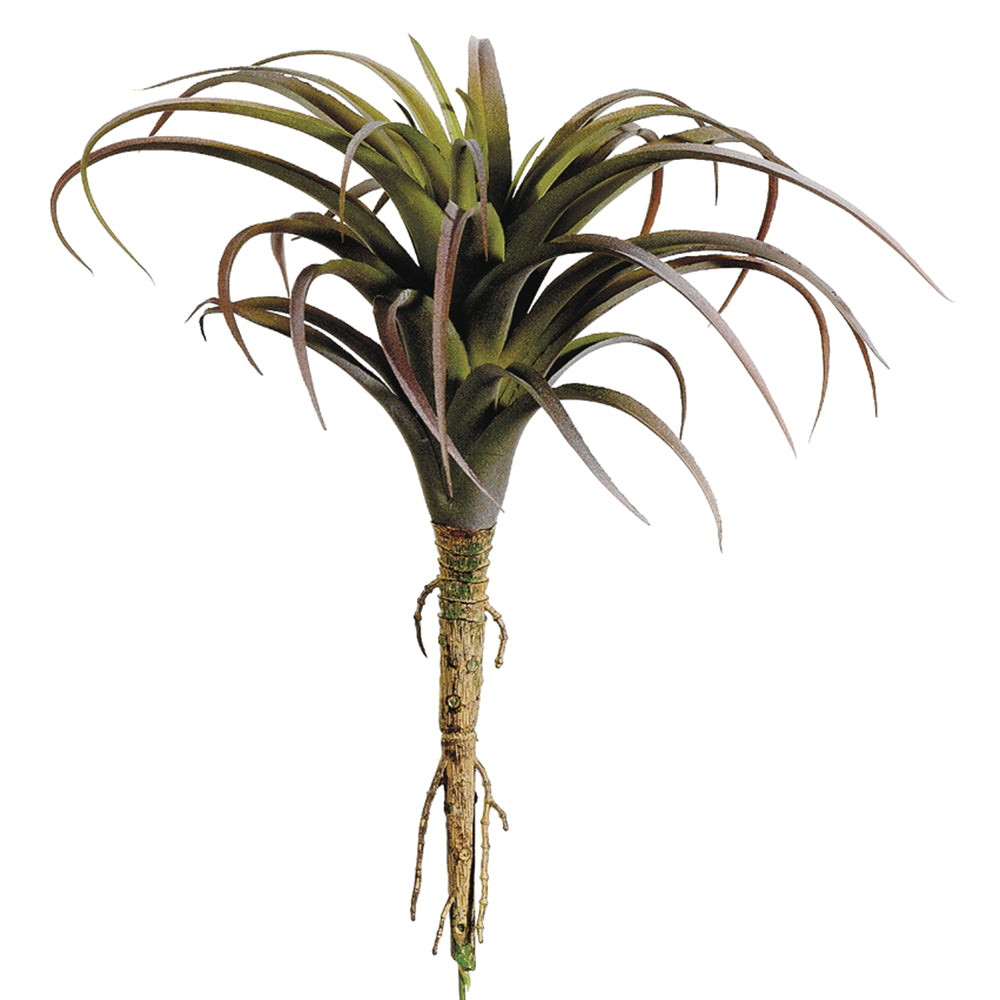 Tillandsia Air Plant 8.5"