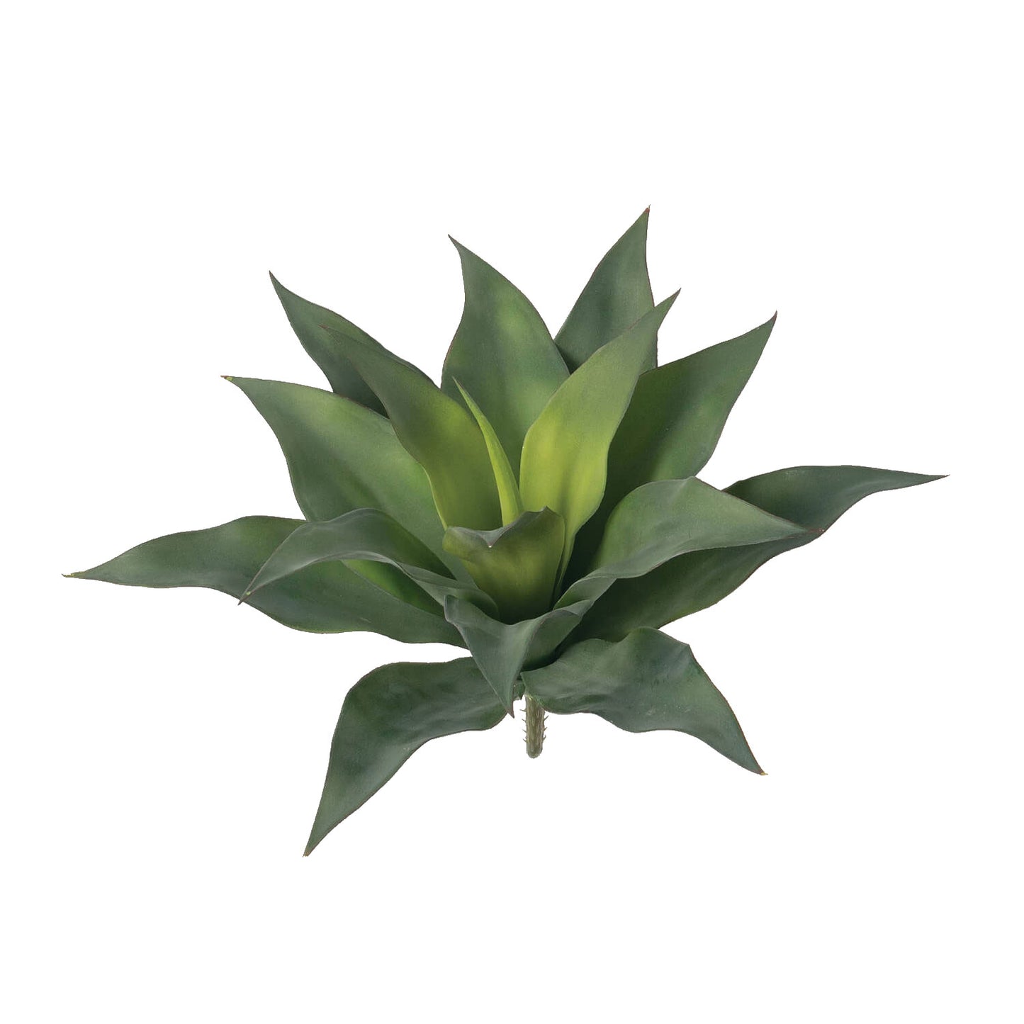 Agave Americana Succulent