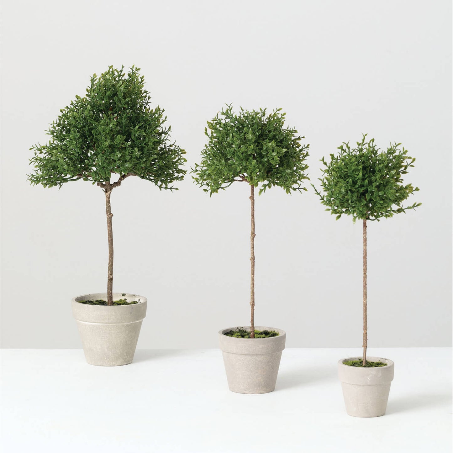 Mini Thyme Topiary in Pot