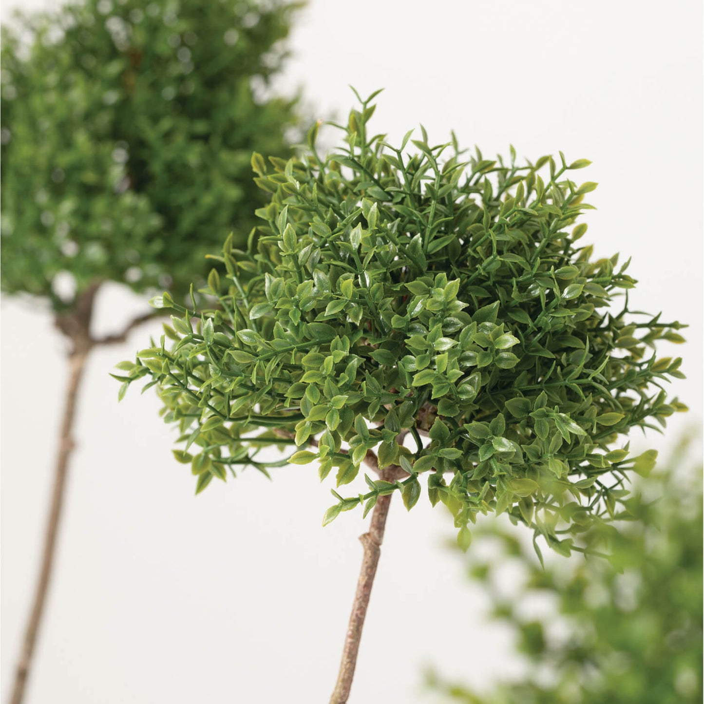 Mini Thyme Topiary in Pot