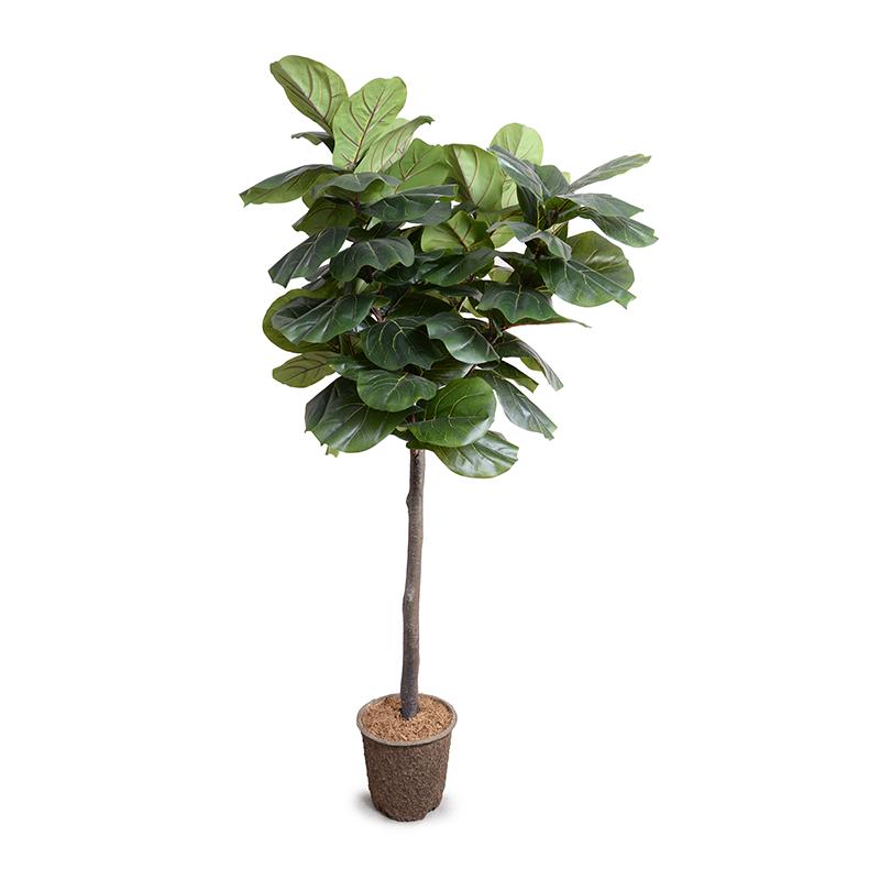 Fiddle Leaf Fig Tree 6.5' Standard