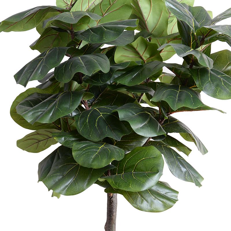 Fiddle Leaf Fig Tree 6.5' Standard