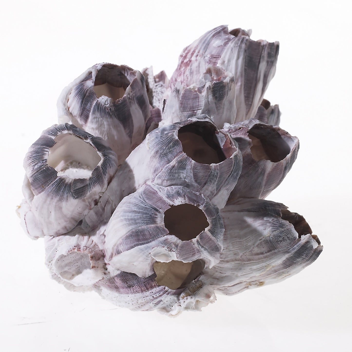 Barnacle Specimen 7"-10"