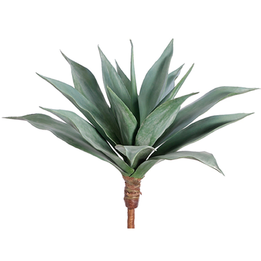 agave succulent plants Blue Agave Large
