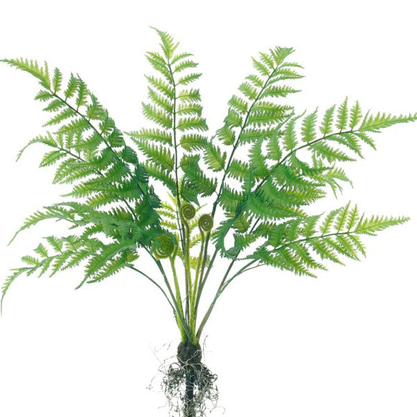 Fern Bush w/ roots 12''