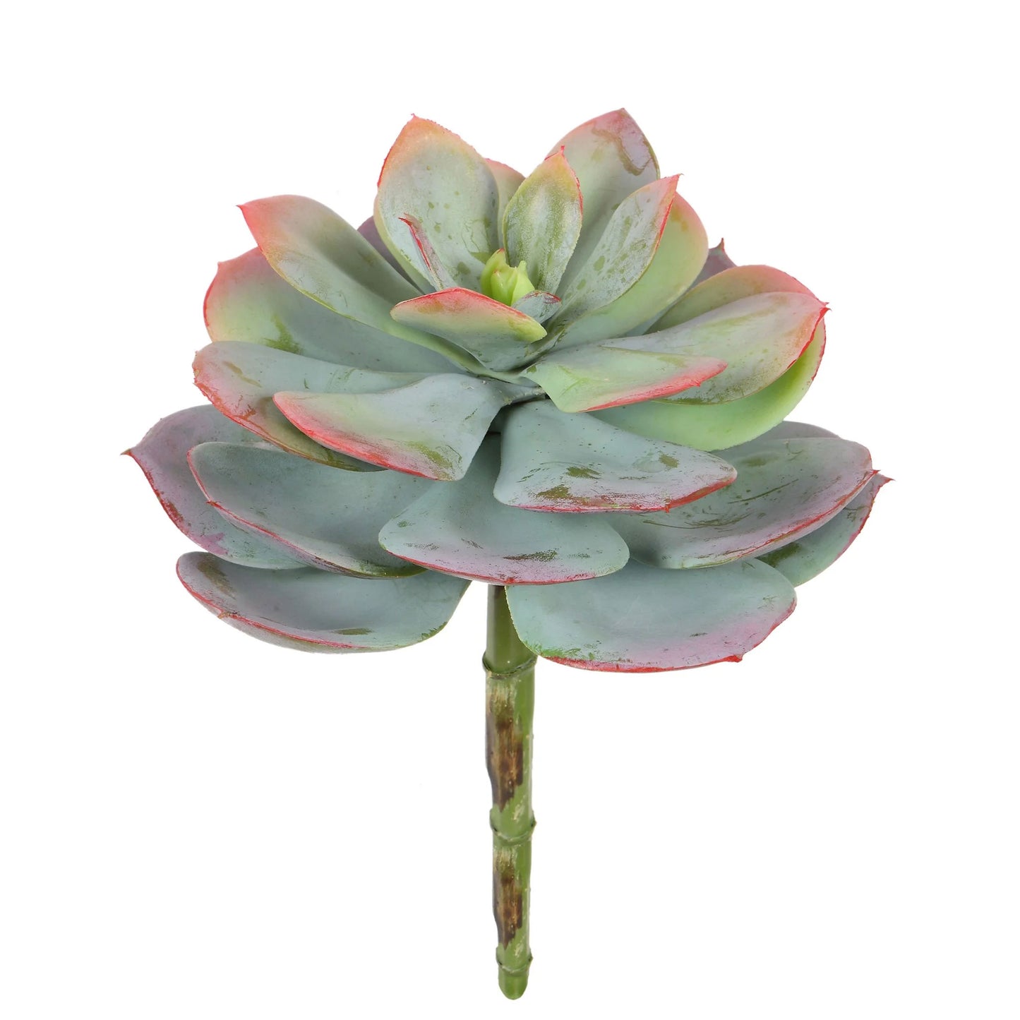 Echeveria Star 7.5"