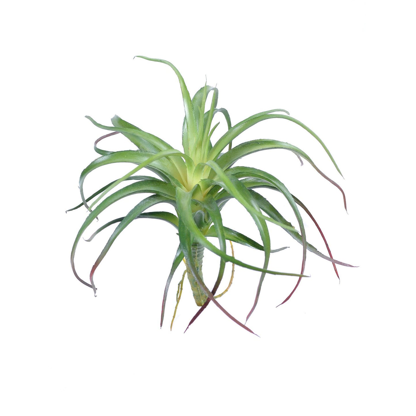 Tillandsia Air Plant 6.5''