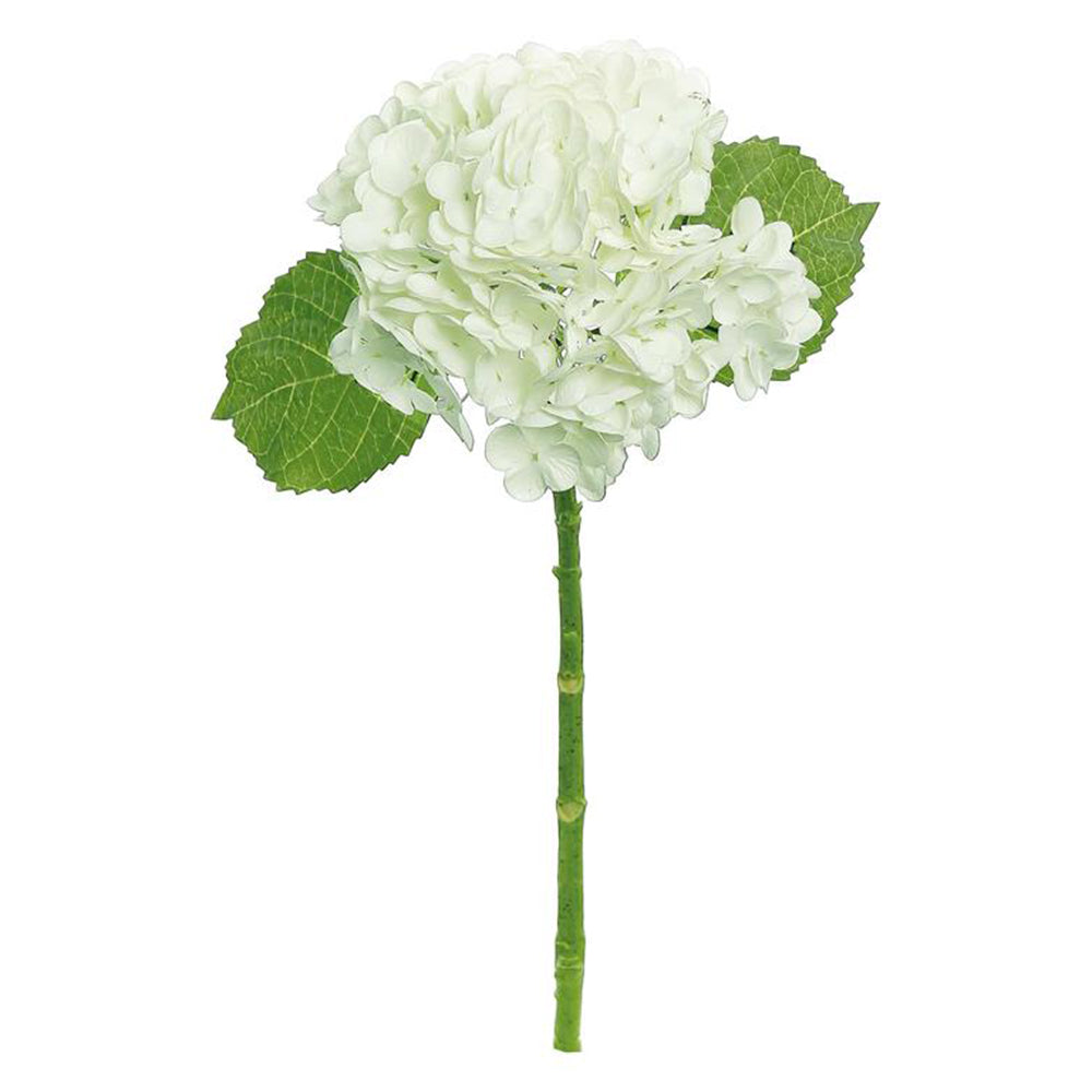 Hydrangea Mophead