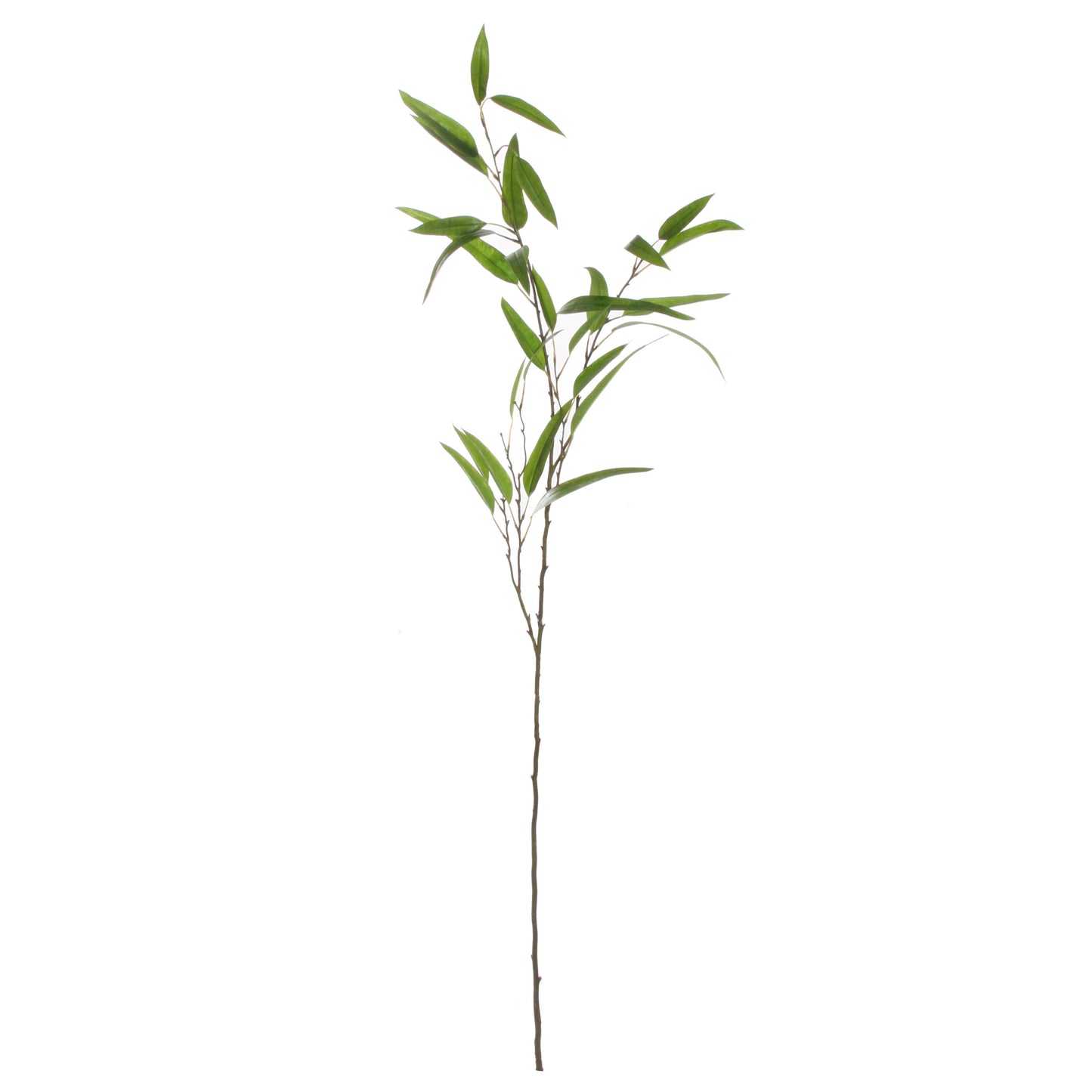Eucalyptus Narrow Leaf 53"