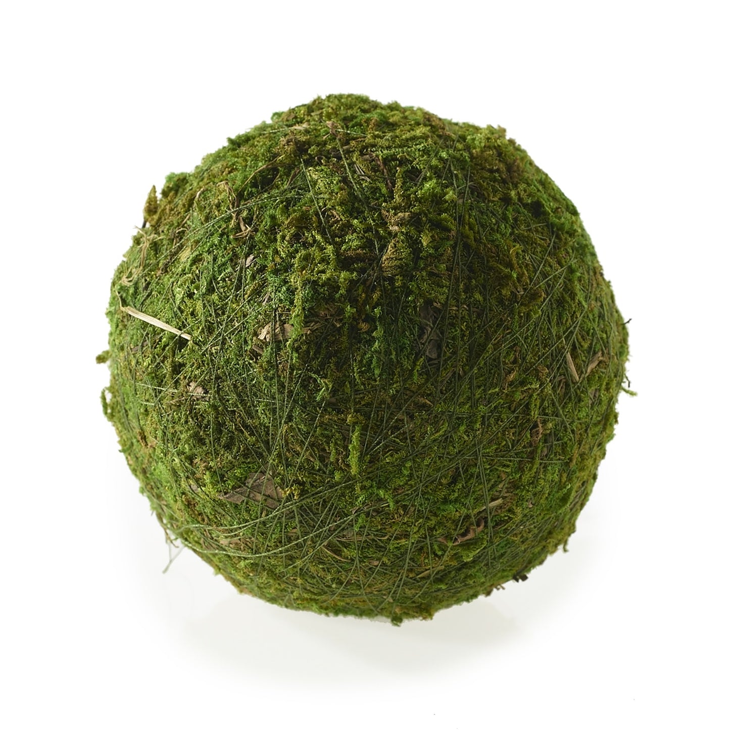 Moss Sphere (Preserved)