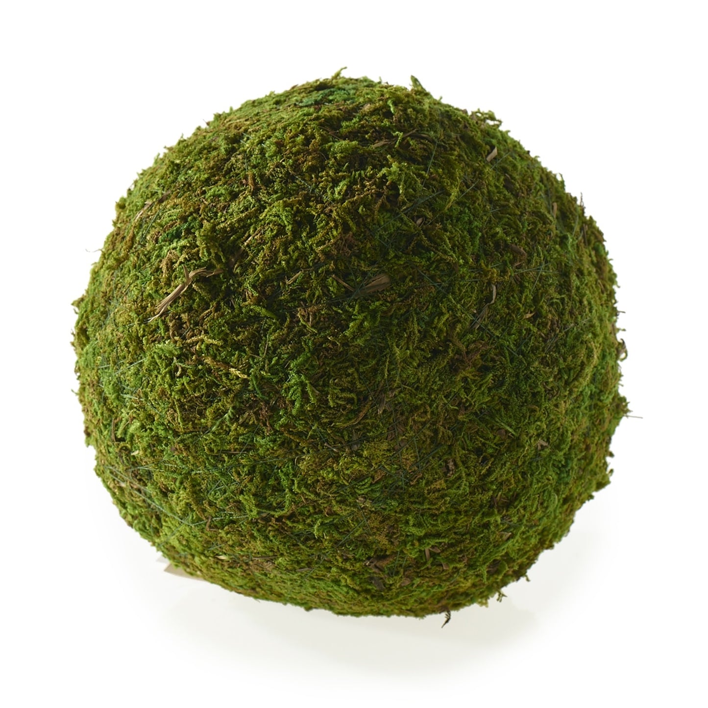 Moss Sphere (Preserved)