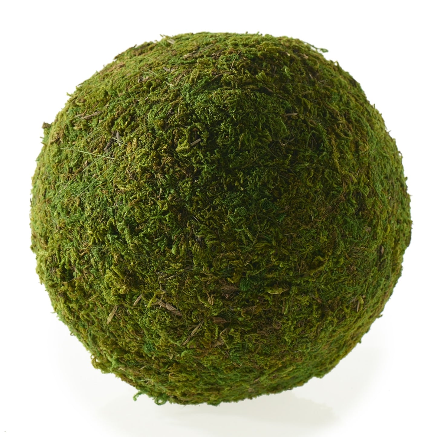 Moss Sphere (Preserved)