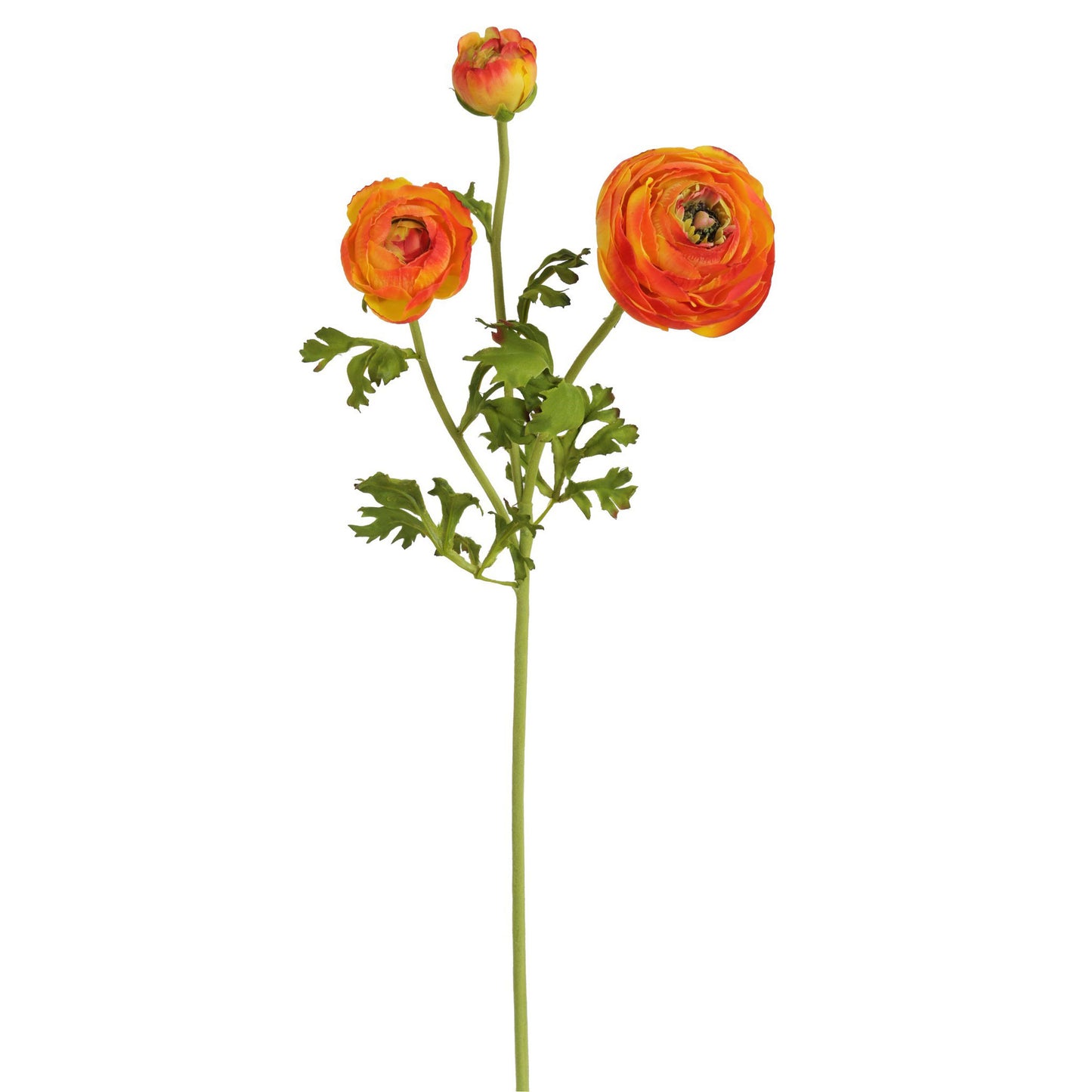 Ranunculus Stem Orange 24"