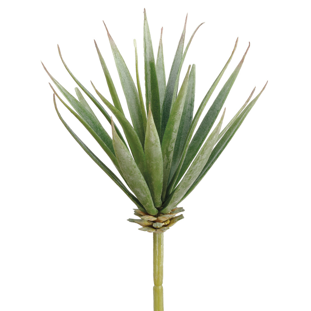 Aloe Succulent 7"