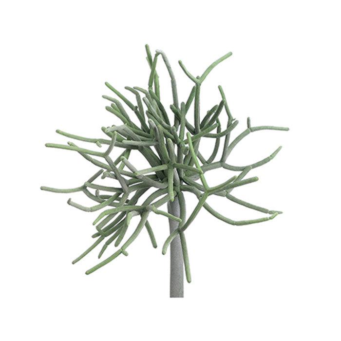Mini Pencil Cactus