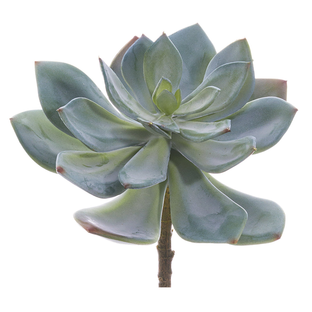 echeveria laui succulent Faux succulent stem, permanent succulent stem, faux succulent – Palm Bungalow