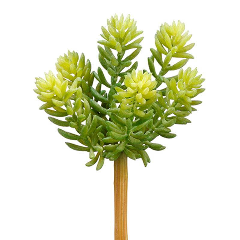 Jade Lotus Succulent Mini