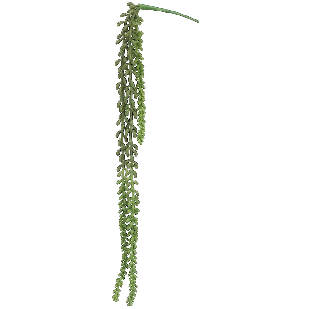 Burro Tail Trailing Succulent