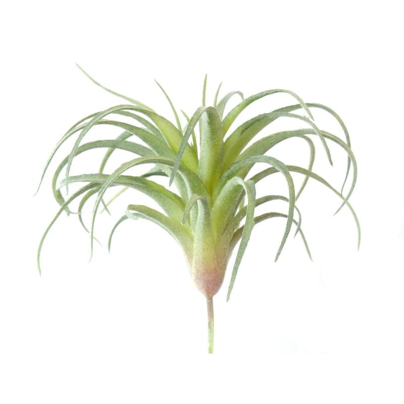 Ionantha Air Plant