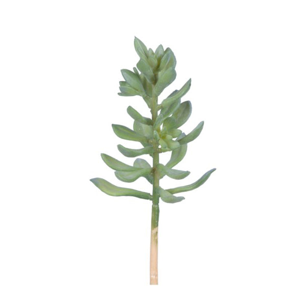 Stone Lotus Succulent
