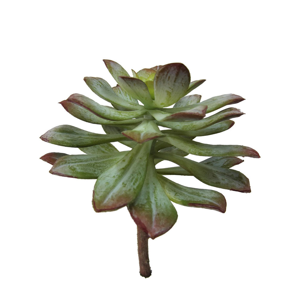 Echeveria Purple Jade 8.5"
