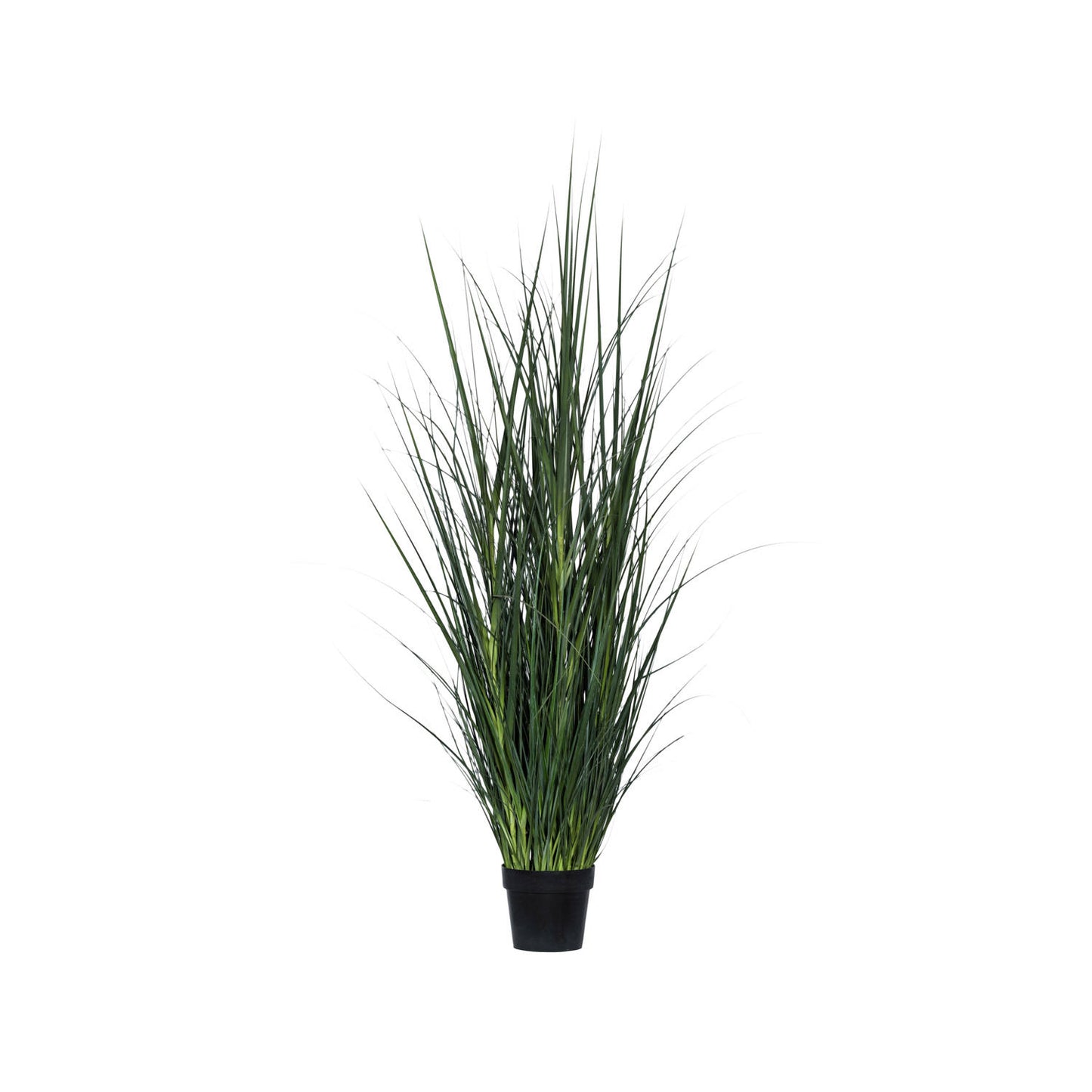Beach Grass Potted 42"