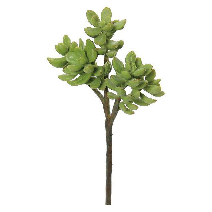 Dog Tooth Sedum Succulent