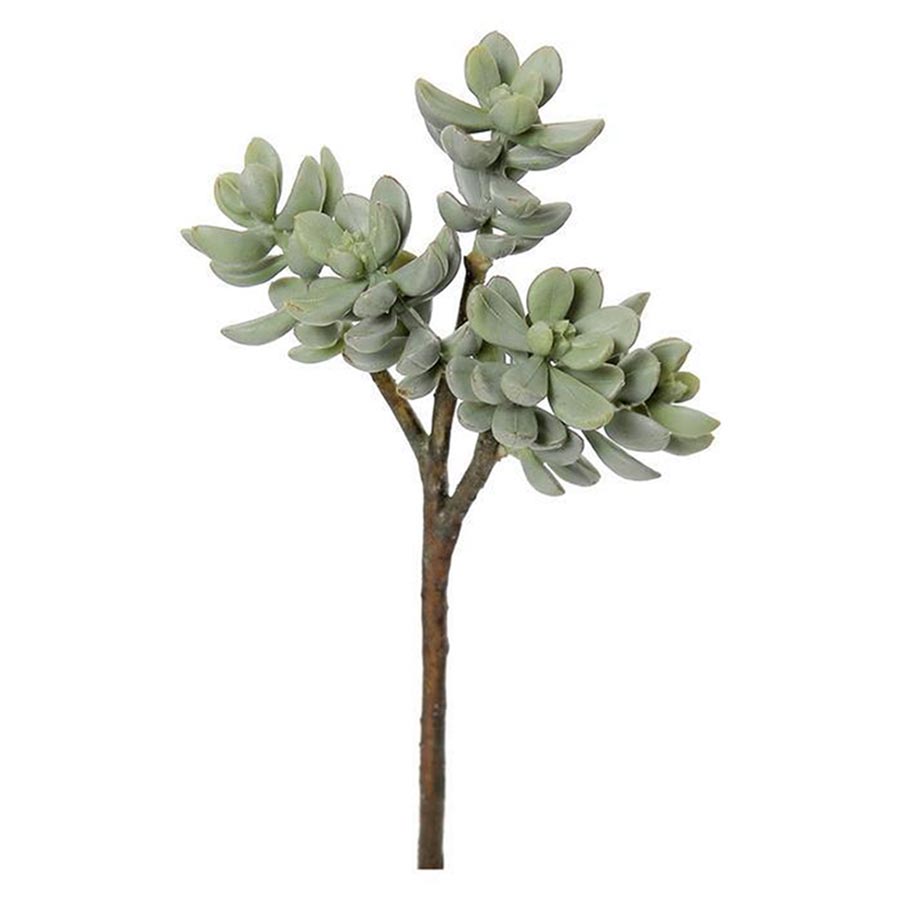 Dog Tooth Sedum Succulent