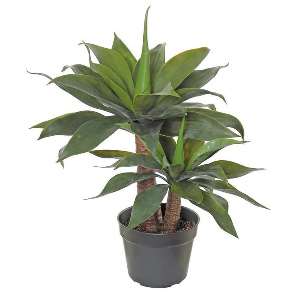 Double Agave in pot