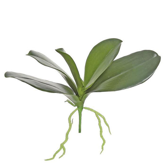 Phalaenopsis Orchid Leaf Set 16"