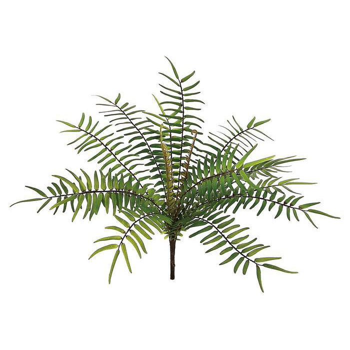 Finger Fern 15"