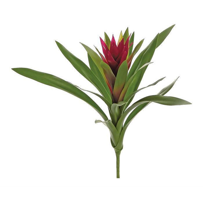 Mini Bromeliad Burgundy 14"