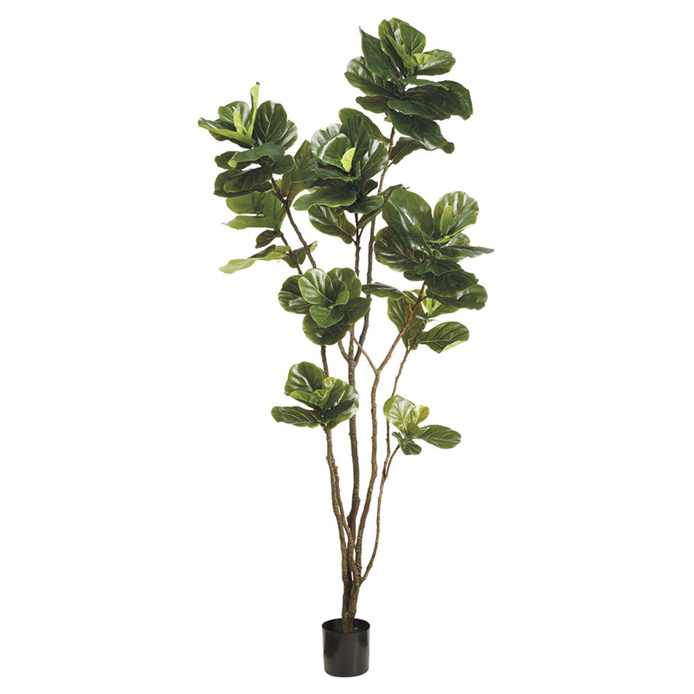 8 foot fiddle leaf fig Fiddle Leaf Fig Tree 8'