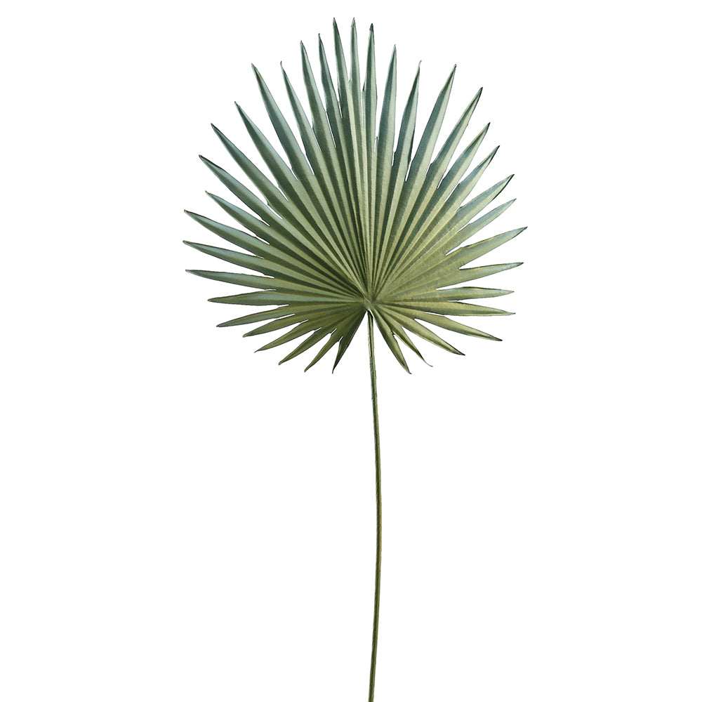Gray Fan Palm Small