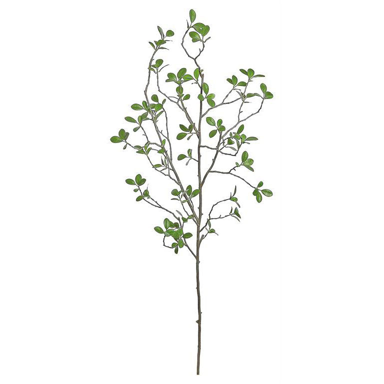 Fukien Tea Branch 40"