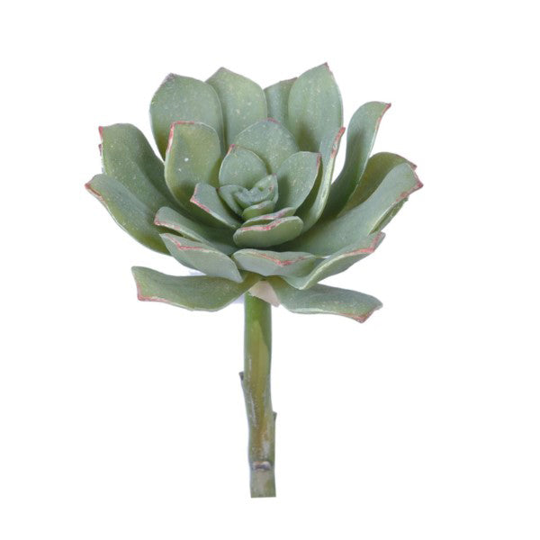 Sword Leaf Echeveria Succulent Large