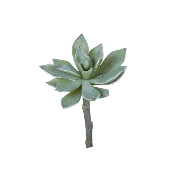 Sword Leaf Echeveria Succulent Small