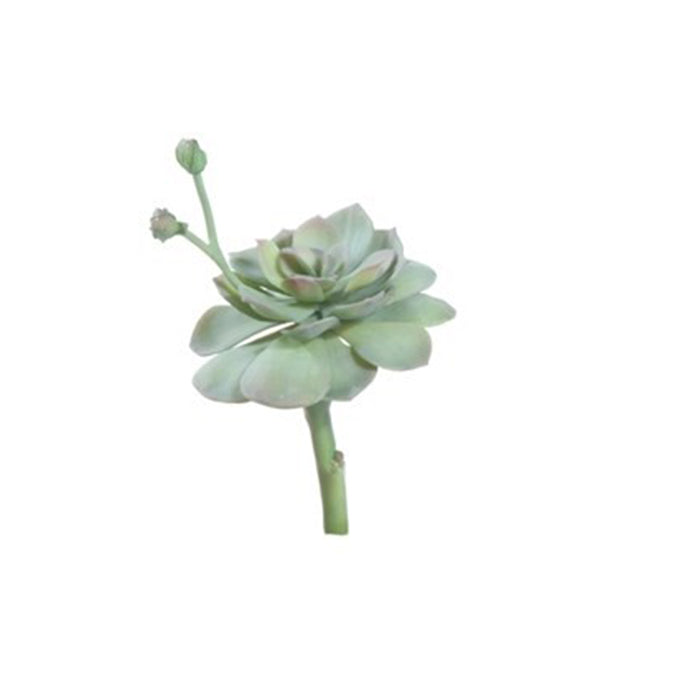Echeveria Rosette Budded